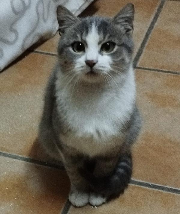 Ciccio micio simpatico e gioioso Foto 2